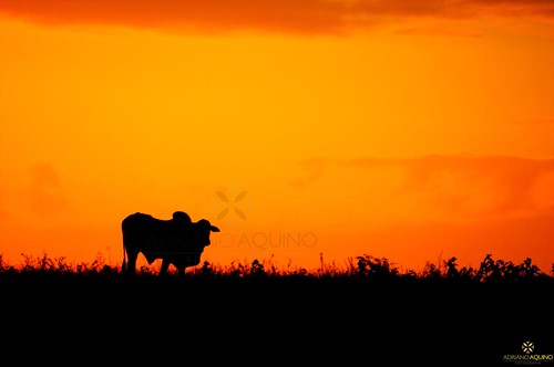 pordosol nature sunshine rural cow cattle farm natureza country bull campo bovine fazenda boi touro bovino gado nelore adrianoaquino