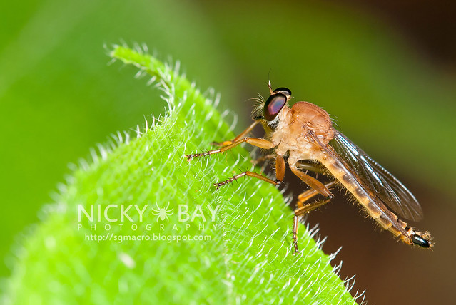 Robberfly (Asilidae) - DSC_1363