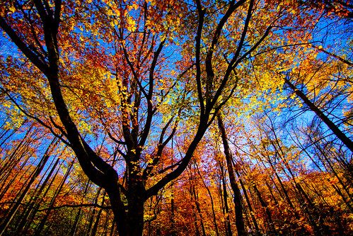 trees abstract fall leaves sony a65