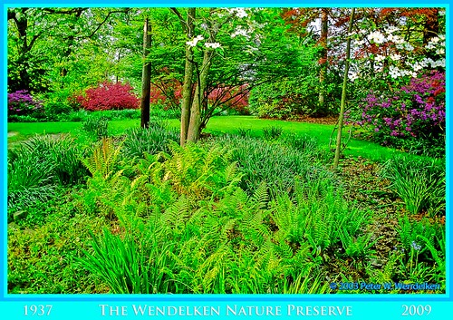 azaleas dogwood ferns daffodils whiteoaks redmaple mariettaohio washingtoncountyohio wendelken photobypeterwendelken peterwendelken wendelkennaturepreserve richardwendelken silviawendelken