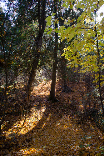 trees ontario canada leaves maple general outdoor path places trail cedar birch genevalake sudburyunorganizednorthpart
