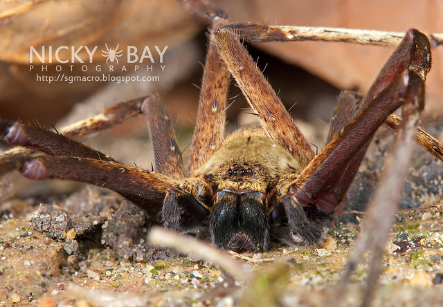 Huntsman Spider (Sparassidae) - DSC_8953