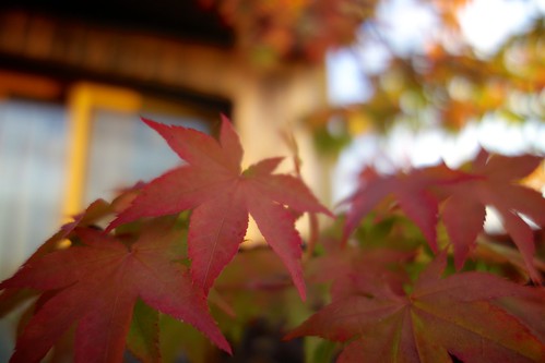 autumn red leaves japan sunrise