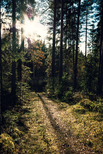 wood autumn fall nature forest woods nikon sweden sigma sigma1020mm naturreservat d80 nikond80 långängarna långängarnasnaturreservat
