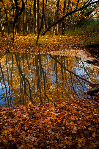 trees red orange ontario canada reflection fall water leaves yellow creek reflections river landscape conservation canadian area brampton