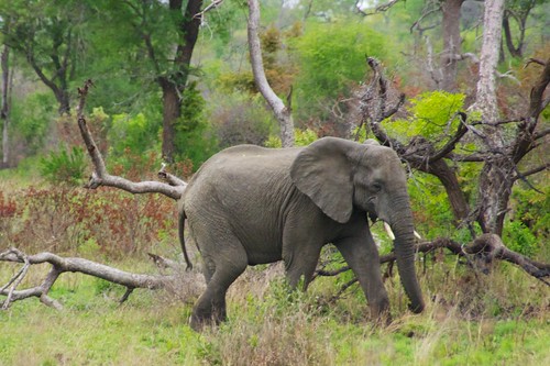 africa elephant southafrica safari singita sabasands
