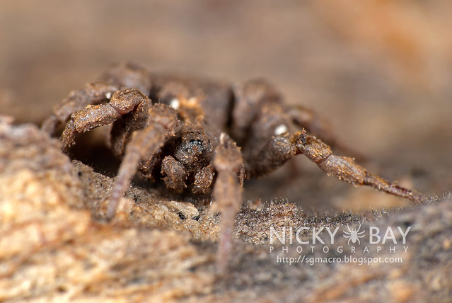 Ground Spider (Cryptothele sundaica) - DSC_0453