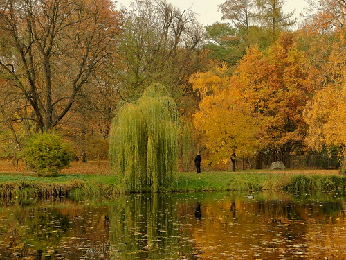 park autumn nature landscape
