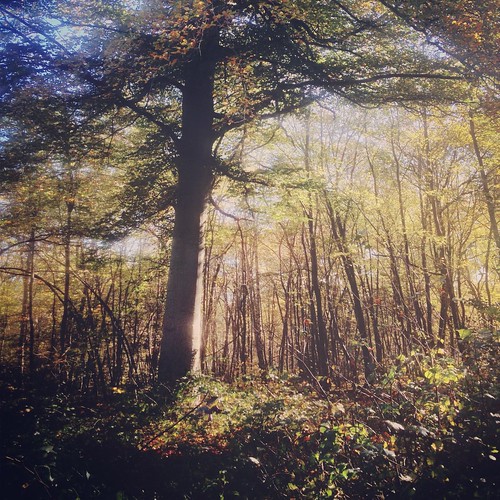 life lighting blue autumn light shadow sky france color tree green fall love fairytale forest landscape photography leaf paint mood alone view natural dream explore fantasy 4s 2012 chantilly iphone iphoneography instagram instagramapp