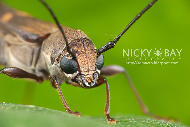 Longhorn Beetle (Cerambycidae) - DSC_7935