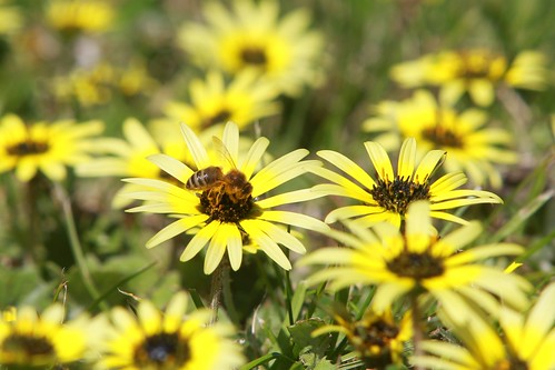 park flowers insects bee tasmania launceston