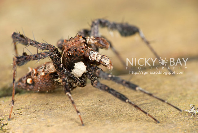 Jumping Spider (Portia sp.) - DSC_6097