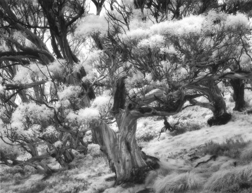 film australia photograph infrared 4x5 largeformat snowgum charlottepass efke tachihara gelatinsilver ir820