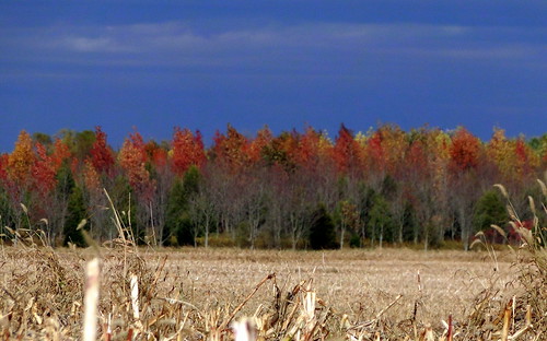 autumn trees sky fall colors corn cornfield horizon indiana orangecounty treeline dschx1
