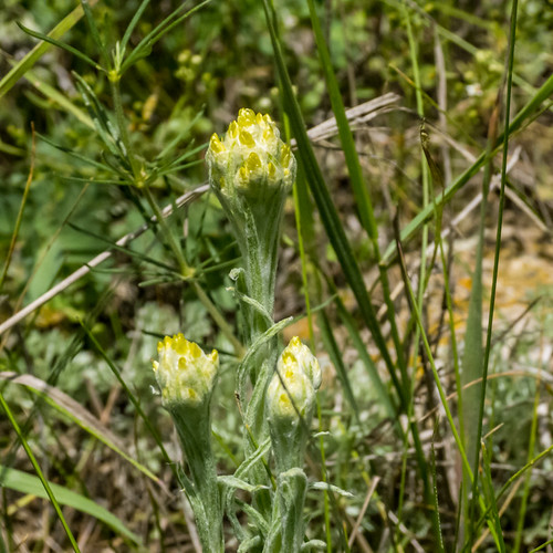 europe armenia asteraceae wildplants gnaphaliumaffine peterphoto gnaphaliumluteoalbum gegharkunik