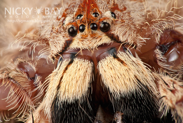 Huntsman Spider (Sparassidae) - DSC_0612