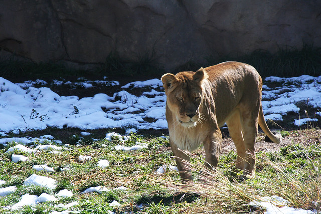 Lioness at the Denver Zoo