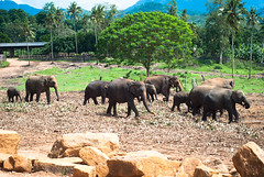 A small group of elephants