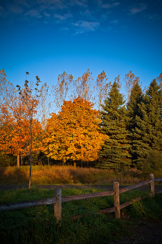 blue trees red orange fall leaves yellow fence landscape conservation games brampton