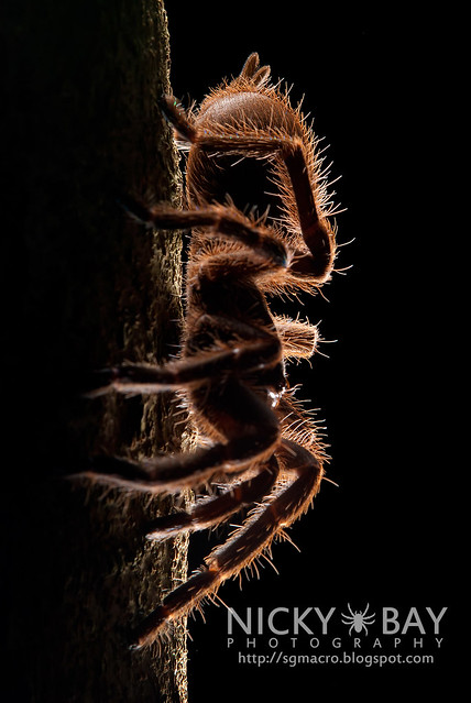 Tarantula (Phlogiellus sp.) - DSC_9963