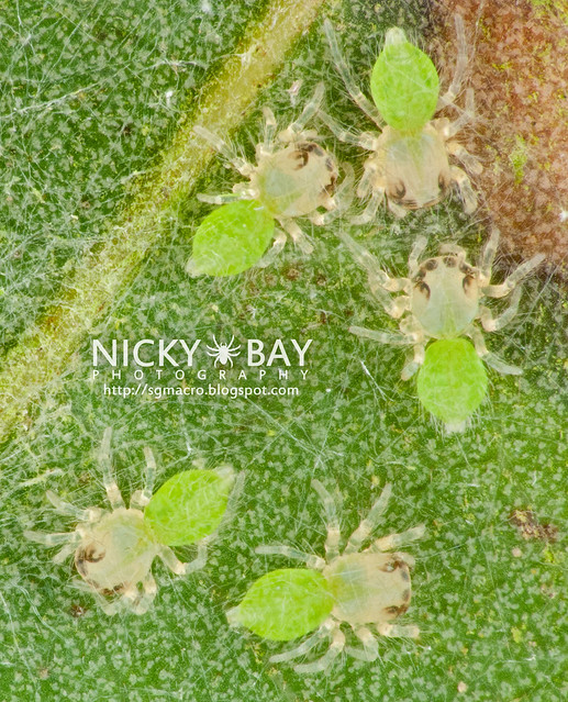 Wide-Jawed Viciria spiderlings (Viciria praemandibularis) - DSC_8478