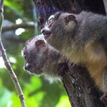 Panamanian Western Night Monkeys - Panama - 5-24-12  (by Carlos) 22