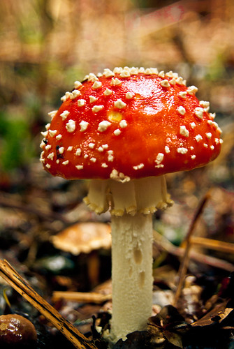 autumn red france mushroom frankreich herbst bretagne explore toadstool britanny pilz fliegenpilz explored pentaxk10d karstenhansen pentaxart karhan flickrandroidapp:filter=none