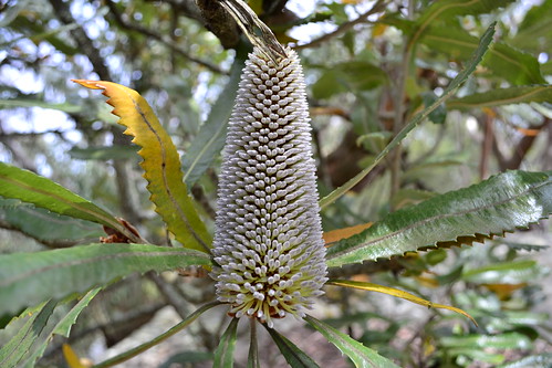 flowers picnic native banksia warragambadam 2011 proteaceae views50 serrata views100 views75 views25 burragorang