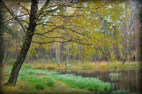 tree water pond nikon birch d5100