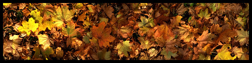 november autumn trees lake ontario canada color colour fall nature leaves christian mississauga 4s 2012 meadowvale iphone stepien wabukayne