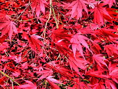 Japanese Maple Leaves - the beauty that Autumn left behind!
