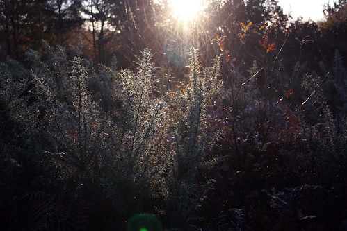 nature sunrise canon photography 350d photo frost 2012