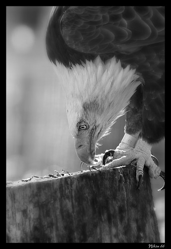 nikon eagle baldeagle d800 wbs worldbirdsanctuary 400mmf35nikkor ©copyright worldbirdsanctuarylovers