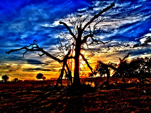 ranch sunset tree field silhouette mississippi liberty photography photo image farm picture surreal pic deadtree photograph farmer rancher range thompson hdr highdynamicrange imagery mccomb amitecounty mentalben