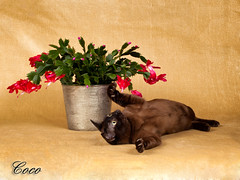 Coco with Christmas Cactus