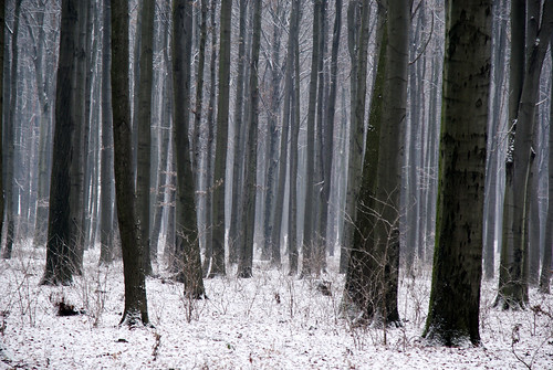 wood las mist snow nature fog forest woods december beech blinkagain