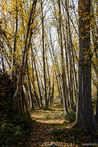 autumn trees españa leaves yellow hojas andalucía spain árboles alma branches amarillo trail otoño almería sendero ramas fondón ángelmartínmateo ángelmateo