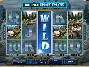 Untamed Wolf Pack Running Wild