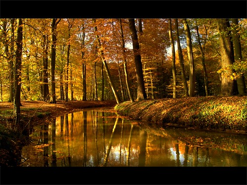 autumn trees light reflection fall nature water yellow walking happy gold warm mood glow ngc herbst herfst sunny enjoy feelings beeches bobvandenberg zino2009 bphotor lisakarloo