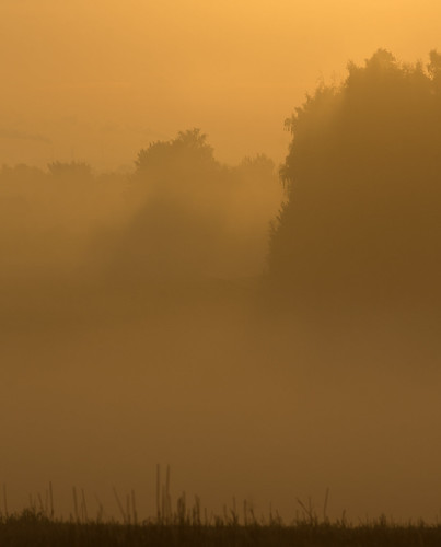 autumn trees mist fall nature grass yellow fog sunrise dawn sweden tripod nopeople layers scandinavia linköping östergötland nordics vretakloster sonyalphaslta77 minoltaaf200mm28apo mjölorp