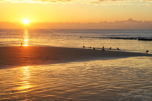 sea seagulls sunrise sand horizon seashore englishchannel bexhill larigan phamilton