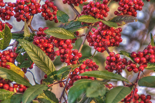 autumn red nature denmark photo vinter pentax dänemark kx nordjylland dronninglund vendsyssel pervisti