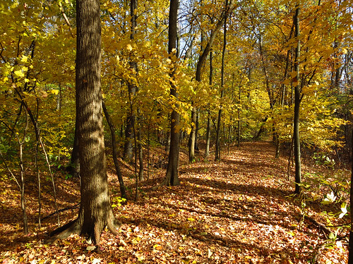 autumn trees fall leaves canon path powershot trail g15 wesselmanwoods