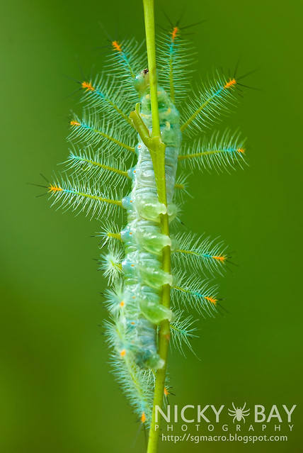 Archduke larva (Lexias pardalis dirteana) - DSC_3921