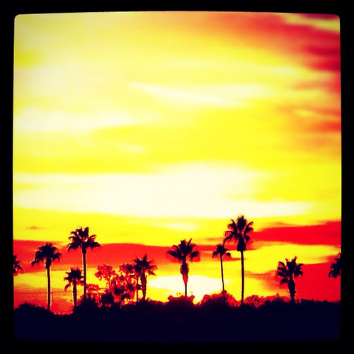 sunset arizona photography desert ar palmtree instagram