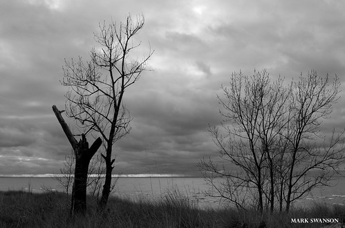 trees sky beach nature clouds landscape blackwhite sand nikon waves michigan dunes lakemichigan greatlakes