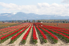 Tulip Field near Mt. Vernon