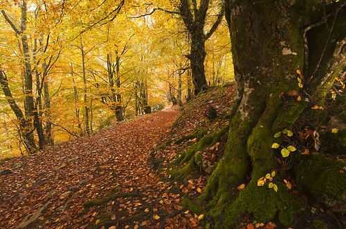 parque autumn españa tree fall forest de arbol spain natural path asturias colores otoño sendero cordillera redes tarna caso cantabrica hayedo tabayon mongayu elosoenpersona