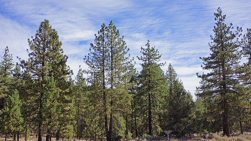 california trees pine rural geotagged october 2012 sonynex7
