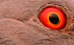pegeon's eyes